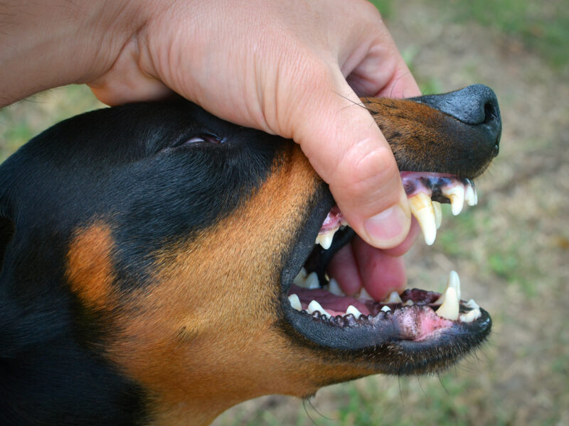 vicious dog showing teeth biting hand